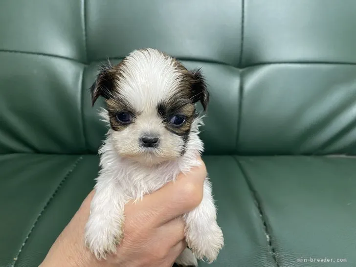 ID:2202-02488の子犬