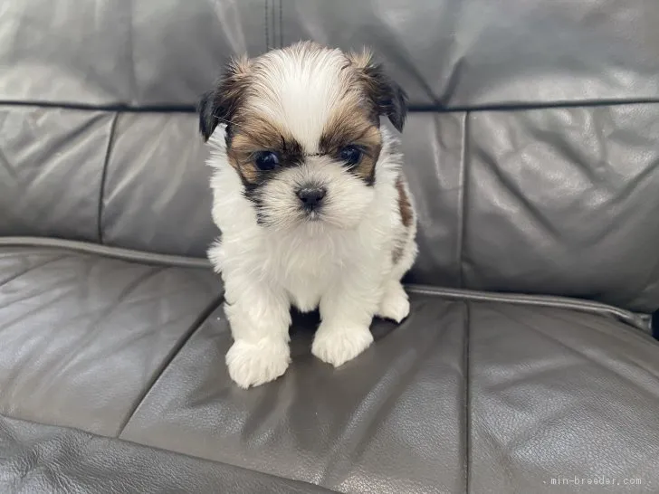 ID:2011-02500の子犬