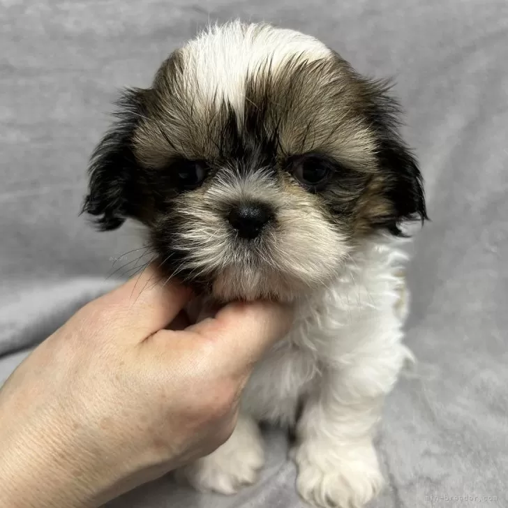 ID：2405-01527の子犬
