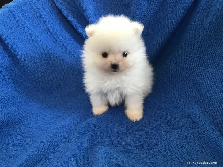 ID:1911-03081の子犬