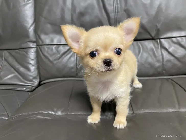ID:2004-00690の子犬