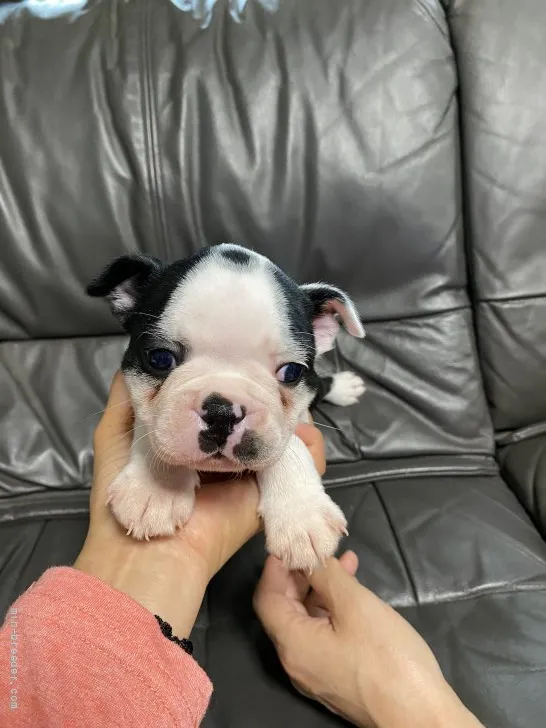 イワシ 様のお迎えした子犬