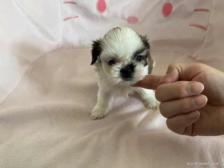 ID：2002-00269の子犬