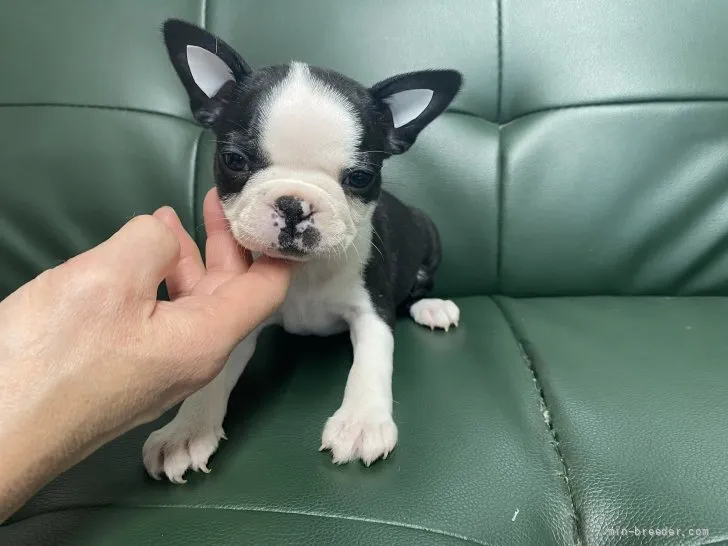 Y.T 様のお迎えした子犬