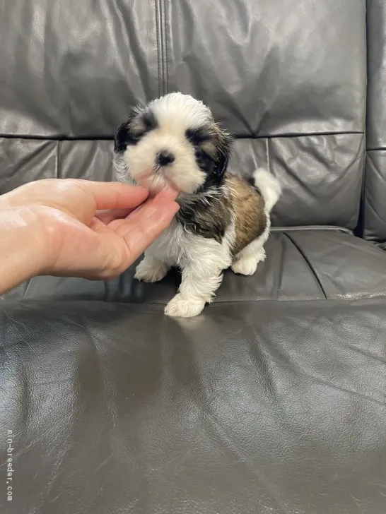 ID:2105-03197の子犬