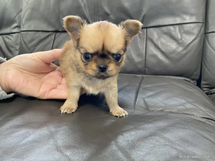 ID：2012-00051の子犬