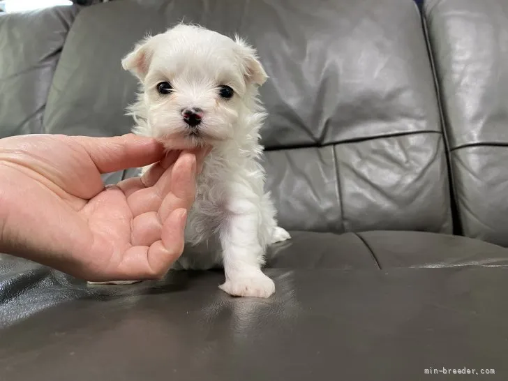 ID:2111-02893の子犬