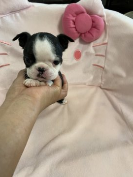 ボストンテリア【佐賀県・女の子・2020年7月16日・ボストンカラー】の写真「小ぶりなボストンちゃん」