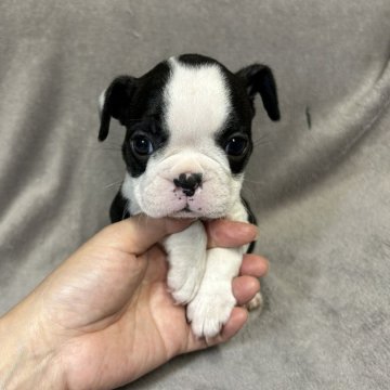 ボストンテリア【佐賀県・女の子・2024年8月20日・ボストンカラー】の写真「可愛いボストンちゃん🐶」