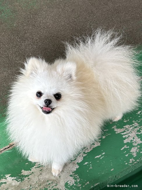 ポメラニアン【佐賀県・女の子・2025年10月1日・クリーム】可愛いポメ