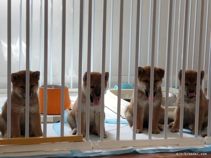 程　代斌(てい　だいひん)ブリーダー(茨城県・柴犬など・JKC/KC登録)の紹介写真10