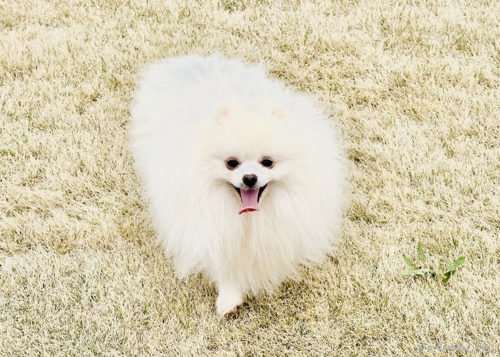 程　代斌(てい　だいひん)ブリーダー(茨城県・柴犬など・JKC/KC登録)の紹介写真4