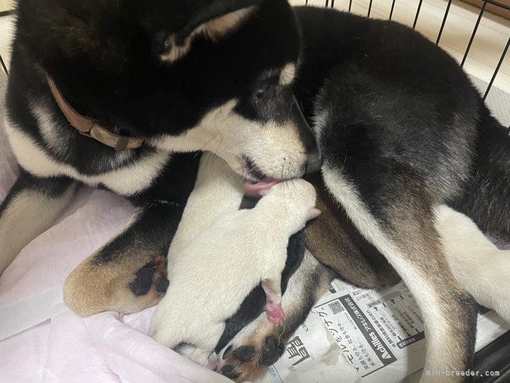 程　代斌(てい　だいひん)ブリーダー(茨城県・柴犬など・JKC/KC登録)の紹介写真6