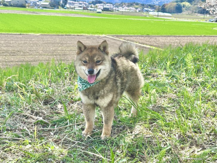程　代斌(てい　だいひん)ブリーダー(茨城県・柴犬など・JKC/KC登録)の紹介写真7