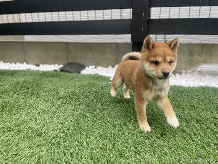 程　代斌(てい　だいひん)ブリーダー(茨城県・柴犬など・JKC/KC登録)の紹介写真8