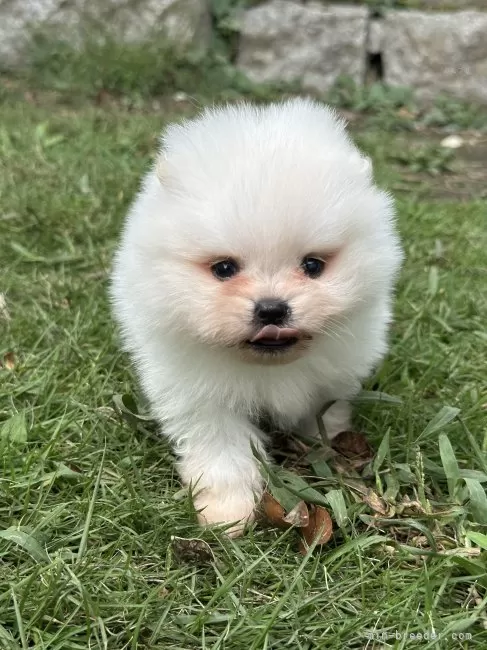 ポメ子様 🖤🤍ハート柄の子犬🤍🖤 背中にキュートなハート模様を持つ子犬