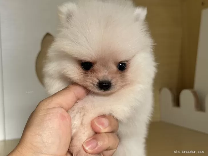 ポメラニアンの人様 ポメラニアン【神奈川県・女の子・2025年7月25日・ホワイト