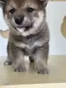 柴犬(標準サイズ)【茨城県・女の子・2025年8月10日・胡麻】の写真10