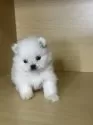 ポメラニアン【茨城県・女の子・2025年9月21日・ホワイト】の写真11