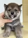 柴犬(標準サイズ)【茨城県・女の子・2025年8月10日・胡麻】の写真12