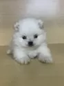 ポメラニアン【茨城県・女の子・2025年9月21日・ホワイト】の写真13