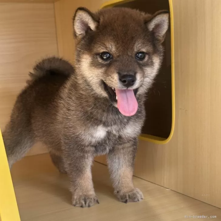 A.T 様のお迎えした子犬