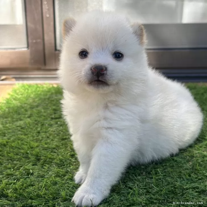 ID:2411-01908の子犬