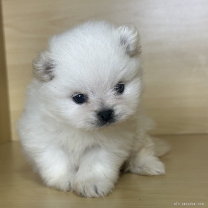 ブリーダー画像