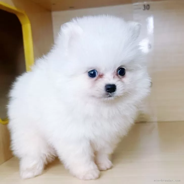 ポメラニアン【茨城県・男の子・2025年9月16日・ホワイト】の写真1