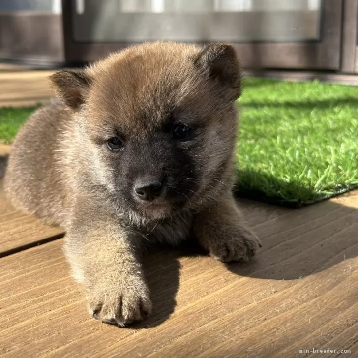 ID:2410-06988の子犬