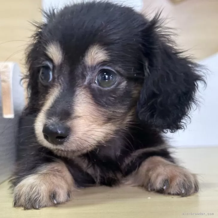 ID：2509-00446の子犬