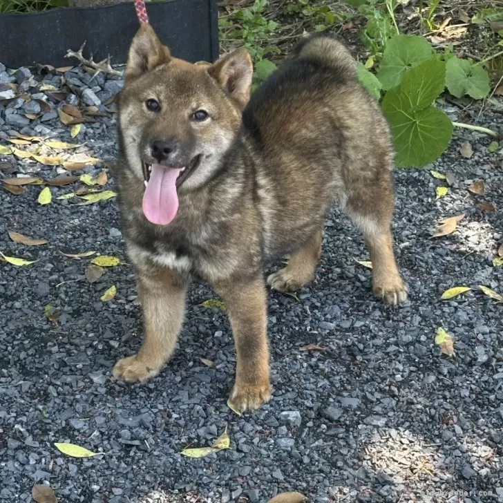 ID:2411-01914の子犬