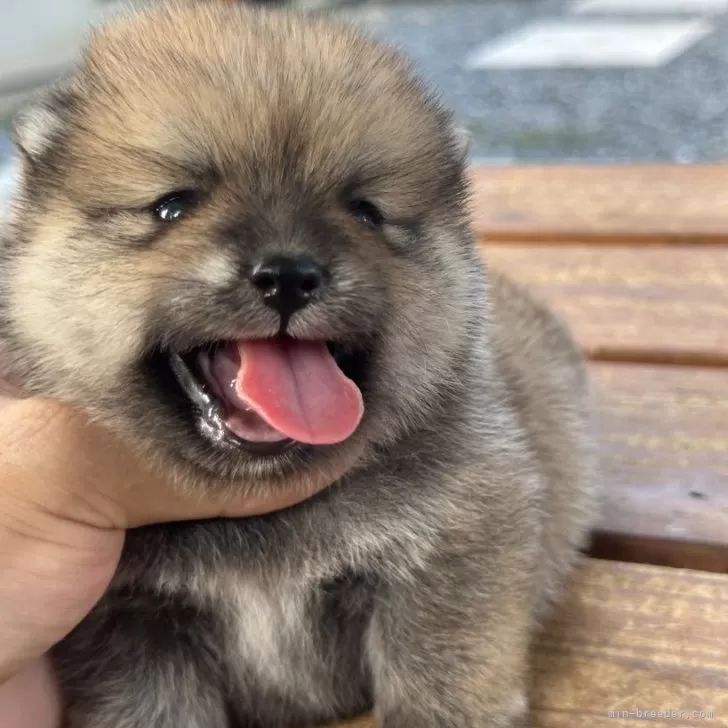 ID：2508-07469の子犬