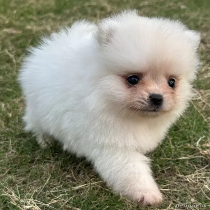 ID：2509-08155の子犬