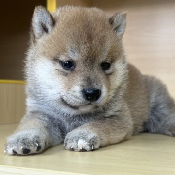 豆柴【茨城県・男の子・2025年10月1日・赤】の写真「すごく可愛い男の子です。」