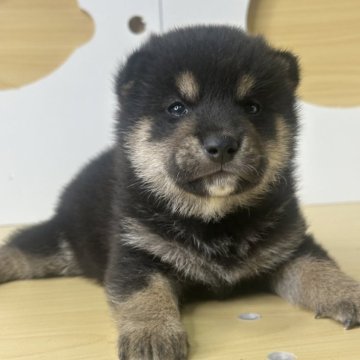 柴犬(標準サイズ)【茨城県・男の子・2025年8月24日・黒】の写真「すごく可愛い男の子です。」