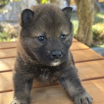柴犬(標準サイズ)【茨城県・男の子・2025年1月5日・胡麻】の写真「赤胡麻色の子です。」