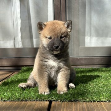 柴犬(標準サイズ)【茨城県・男の子・2024年9月25日・赤】の写真「すごく可愛い男の子です。」