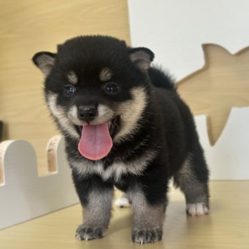 柴犬(豆柴)【茨城県・女の子・2025年8月10日・黒】の写真「すごく可愛い女の子です。」