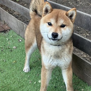 柴犬(豆柴)【茨城県・男の子・2024年5月15日・赤】の写真「イケメンな男の子です。」
