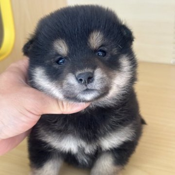 豆柴【茨城県・女の子・2025年11月7日・黒】の写真「すごく可愛い女の子です。」