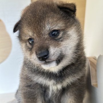 柴犬(標準サイズ)【茨城県・女の子・2025年8月10日・胡麻】の写真「珍しい胡麻色です。」