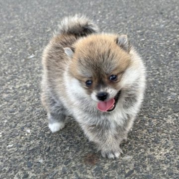 ポメ柴(ポメラニアン×柴犬)【茨城県・女の子・2025年7月12日・胡麻】の写真「母犬は豆柴で、父犬はポメです。すごく可愛い子です。」