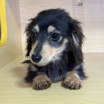 ミニチュアダックスフンド(ロング)【茨城県・男の子・2025年8月26日・ブラック&イエロー】の写真「すごく可愛い男の子です。」