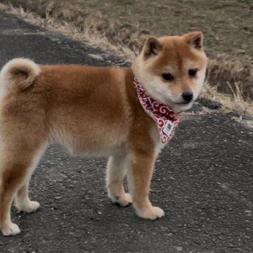 柴犬(豆柴)【茨城県・男の子・2024年9月15日・赤】の写真「小柄ですごく可愛い仔です。」