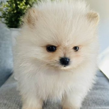 ポメラニアン【茨城県・男の子・2024年12月10日・クリーム】の写真「父犬海外輸入！小柄ですごく可愛い仔です。」