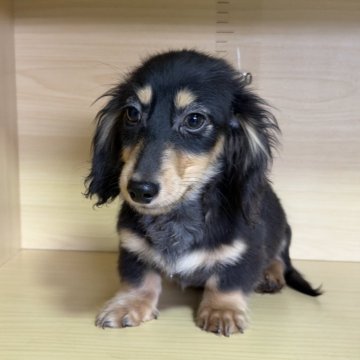 ミニチュアダックスフンド(ロング)【茨城県・男の子・2025年8月26日・ブラック&イエロー】の写真「すごく可愛い男の子です。表記価格すべての費用込みで」