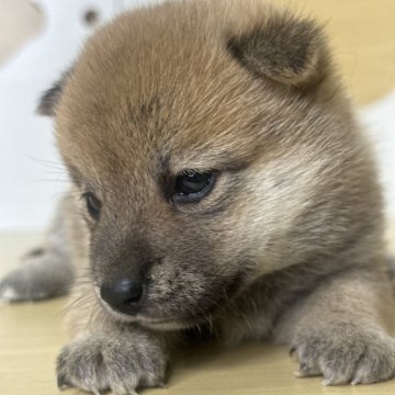 柴犬(標準サイズ)【茨城県・女の子・2025年8月24日・赤】の写真「爆睡好き、可愛い女の子です。」