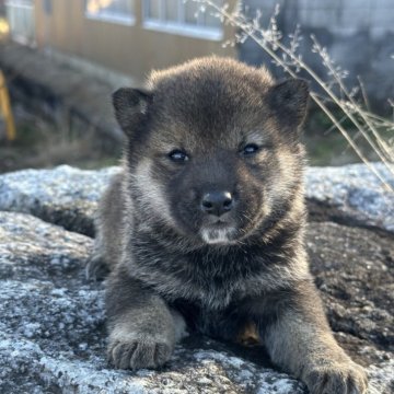 柴犬(標準サイズ)【茨城県・女の子・2025年1月5日・胡麻予想】の写真「珍しい胡麻色の女の子です。」