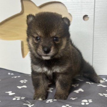 柴犬(豆柴)【茨城県・女の子・2025年8月10日・胡麻】の写真「珍しい胡麻色豆柴です。」